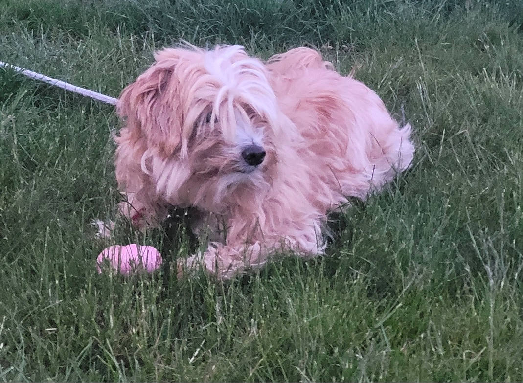 Loucka participe au concours pour gagner de l&#x27;argent avec cette photo : canidae, carnivore, cockapoo, companion_dog, dog, dog_breed, dog_supply, fur, grass, maltepoo, non_sporting_group, plant, poodle_crossbreed, small_terrier, snout, sporting_group, terrier, toy_dog, water_dog, working_animal