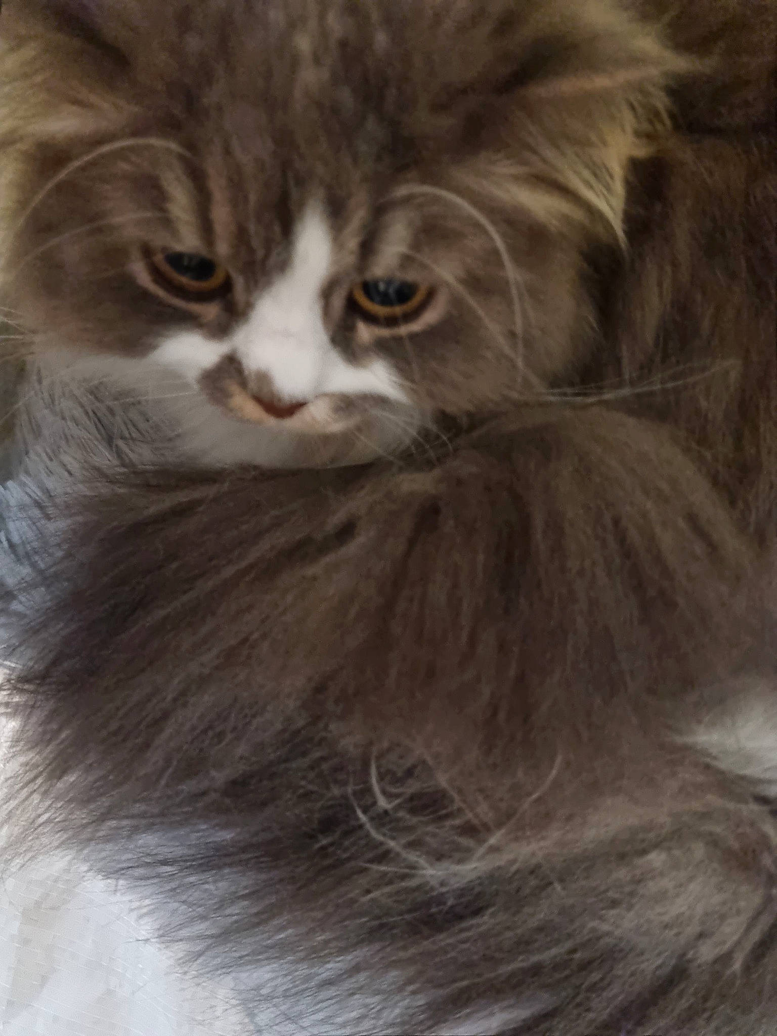 Kiki a rejoint le concours — aidez-le/la à gagner de superbes lots ! british_longhair, carnivore, cat, fawn, felidae, fur, grey, iris, maine_coon, norwegian_forest_cat, small_to_medium_sized_cats, snout, tail, whiskers