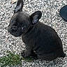 dog, puppy, french_bulldog, black_dog, pet, animal, outdoor, sitting, curious, ears, grass, stone_surface, closeup, young_dog, cute, small_dog, looking_up, fur, adorable, companion