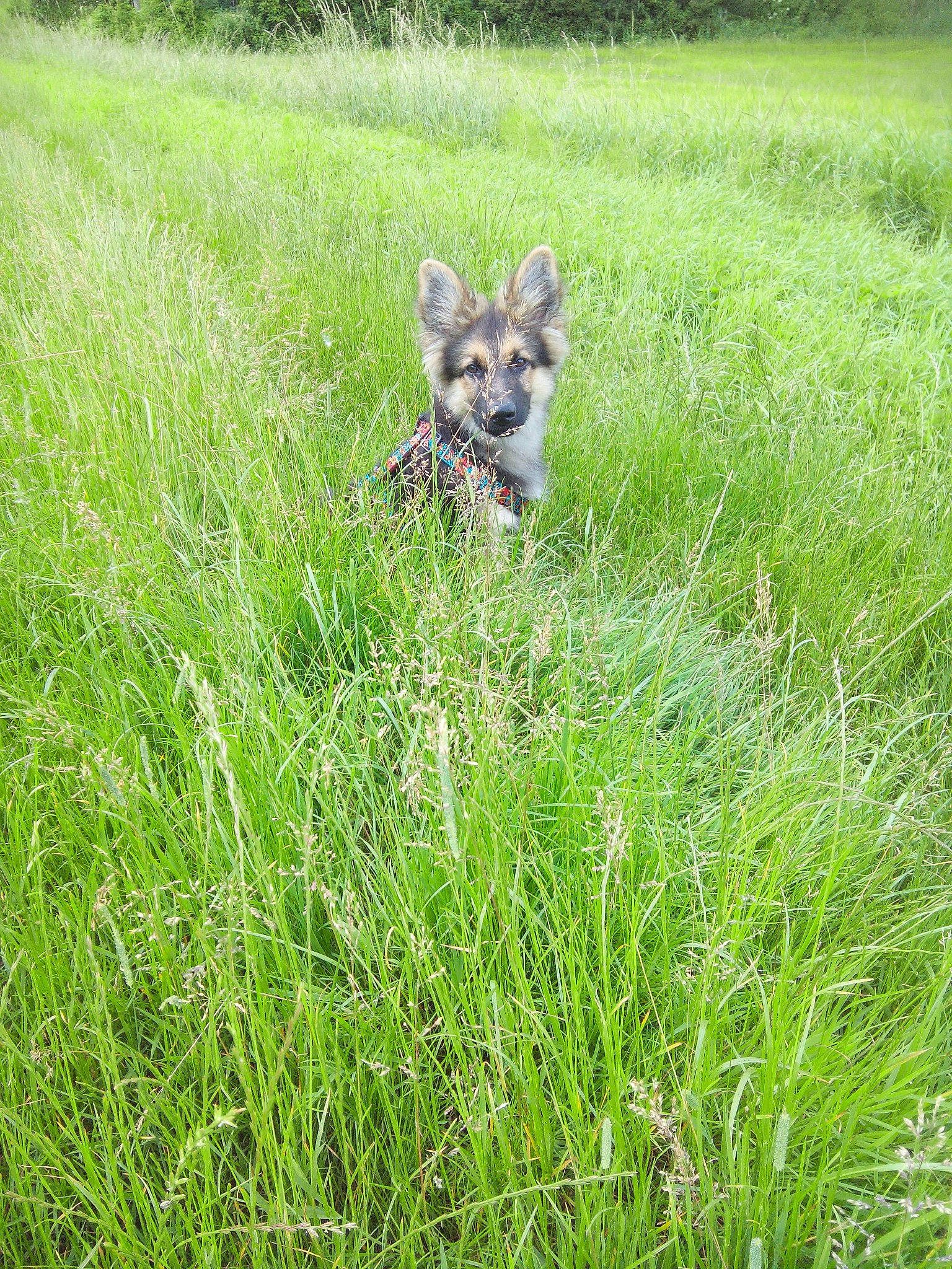 Maiko participe au concours pour gagner de l'argent avec cette photo : canidae, carnivore, grass, grass_family, grassland, lycaon_pictus, meadow, plant, prairie, wildlife, wolfdog