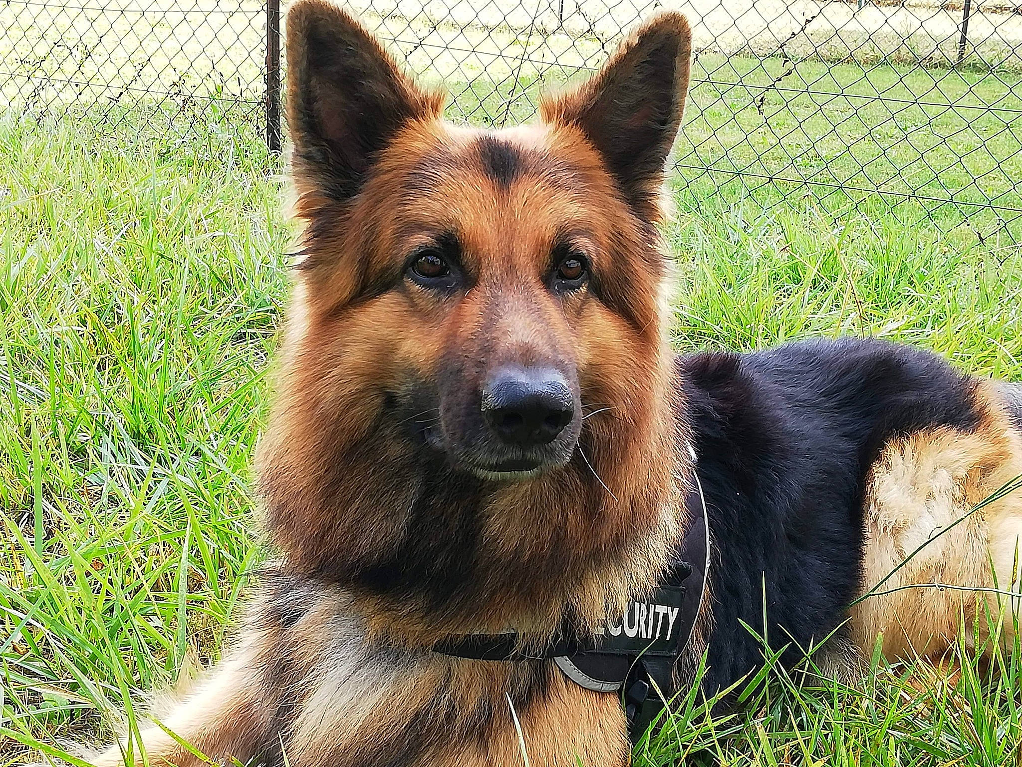 Maiko participe au concours pour gagner de l'argent avec cette photo : canidae, carnivore, chain_link_fencing, dog, dog_breed, fawn, german_shepherd_dog, grass, grass_family, guard_dog, herding_dog, king_shepherd, lawn, liver, mesh, old_german_shepherd_dog, police_dog, snout, wire_fencing, working_dog