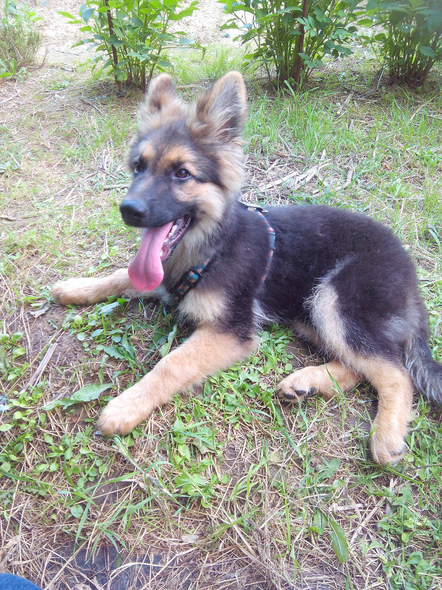 Maiko participe au concours pour gagner de l'argent avec cette photo : bohemian_shepherd, canidae, carnivore, dog, dog_breed, east_european_shepherd, fawn, german_shepherd_dog, herding_dog, king_shepherd, kunming_wolfdog, mammal, native_american_indian_dog, old_german_shepherd_dog, rare_breed_dog, shiloh_shepherd_dog, vertebrate, wolfdog, working_dog