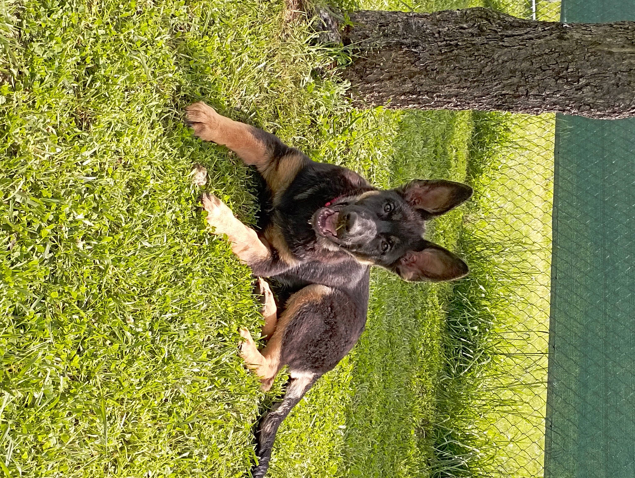 Ulane participe au concours pour gagner de l'argent avec cette photo : canidae, carnivore, companion_dog, dog, dog_breed, fawn, grass, grass_family, grassland, groundcover, guard_dog, lawn, people_in_nature, plant, shadow, sporting_group, tail, tree, working_animal, working_dog