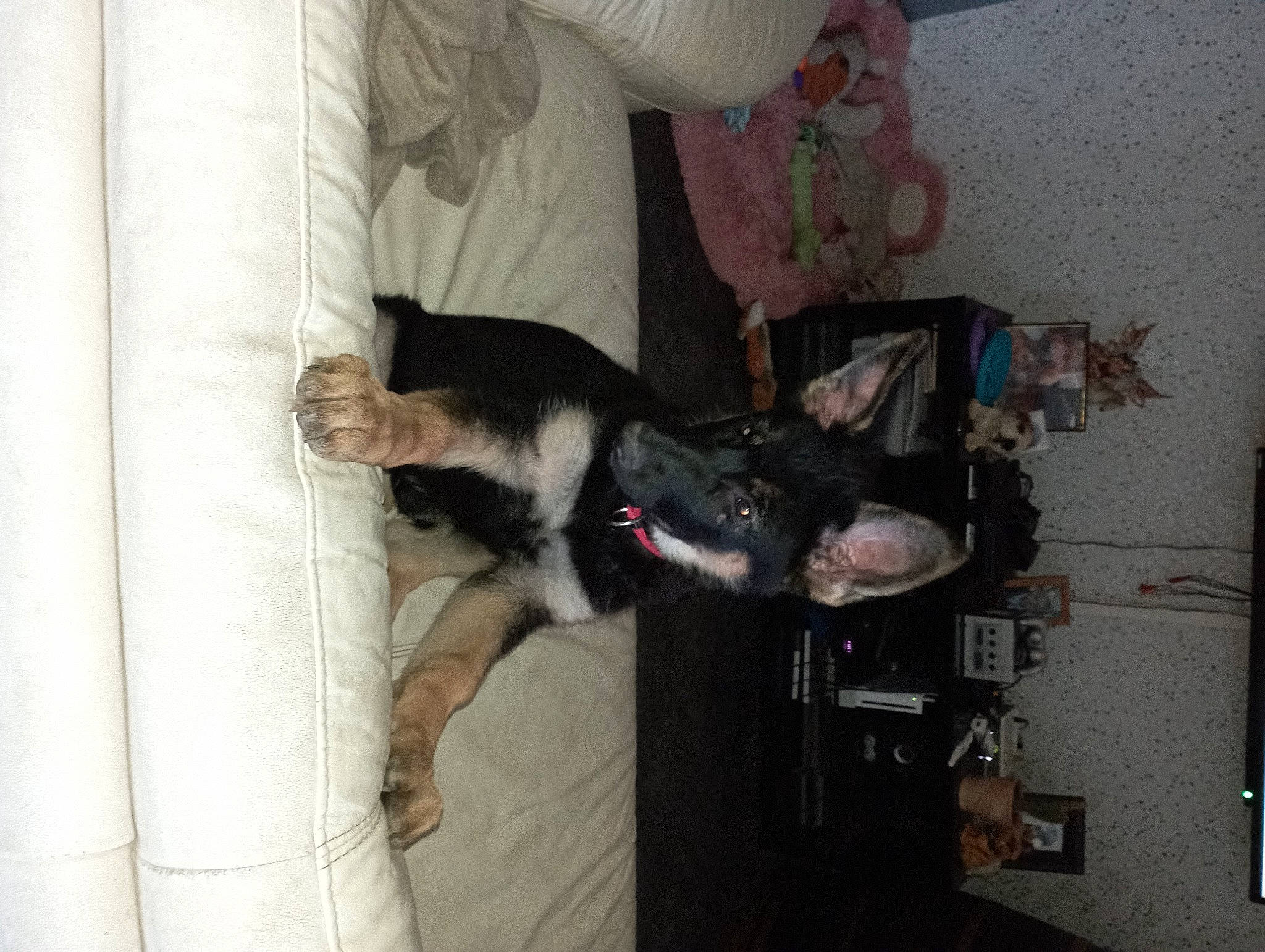 Ulane participe au concours pour gagner de l'argent avec cette photo : canidae, carnivore, cat, comfort, companion_dog, curtain, dog, dog_breed, domestic_short_haired_cat, felidae, fur, guard_dog, non_sporting_group, room, small_to_medium_sized_cats, sporting_group, tail, whiskers