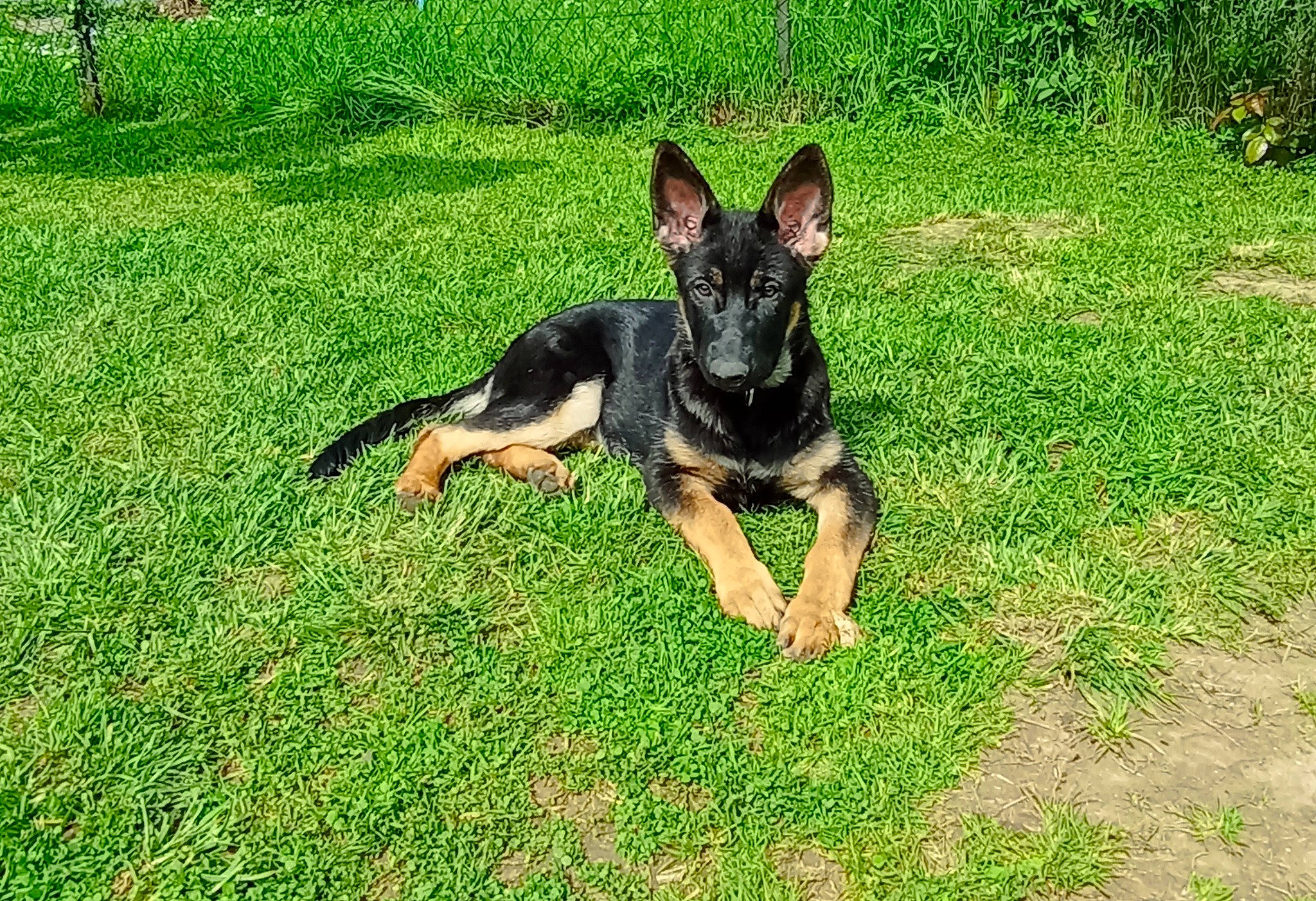 Ulane participe au concours pour gagner de l'argent avec cette photo : canidae, carnivore, companion_dog, dog, dog_breed, dog_supply, east_european_shepherd, fawn, german_shepherd_dog, grass, guard_dog, herding_dog, king_shepherd, lawn, old_german_shepherd_dog, snout, sporting_group, tail, working_dog