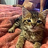 Moochie joined the competition — help win amazing prizes! cat, kitten, tabby, fluffy, feline, animal, pet, cute, adorable, portrait, close_up, sitting, lying_down, blanket, coral, bed, indoors, cozy, large_ears, whiskers