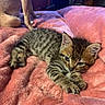 Moochie is registered to the contest to win money with this photo: kitten, cat, tabby, feline, pet, animal, sleeping, lying_down, blanket, pink_blanket, cozy, indoors, home, cute, whiskers, blue_eyes, striped_fur, paws, second_cat, portrait