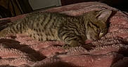 Moochie is registered to the contest to win money with this photo: kitten, cat, tabby, sleeping, sleepy, curled_up, blanket, plush, bed, bedroom, indoors, cozy, resting, fur, striped_fur, closed_eyes, animal, pet, warm_lighting, home