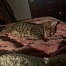 animal, bed, bedroom, blanket, cat, closed_eyes, cozy, curled_up, fur, home, indoors, kitten, pet, plush, resting, sleeping, sleepy, striped_fur, tabby, warm_lighting