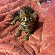 Moochie joined the competition — help win amazing prizes! kitten, cat, tabby, dog, pet, animal, fur, whiskers, ears, blue_eyes, cuddly, blanket, pink, bed, indoor, portrait, lying_down, cute, cozy, closeup