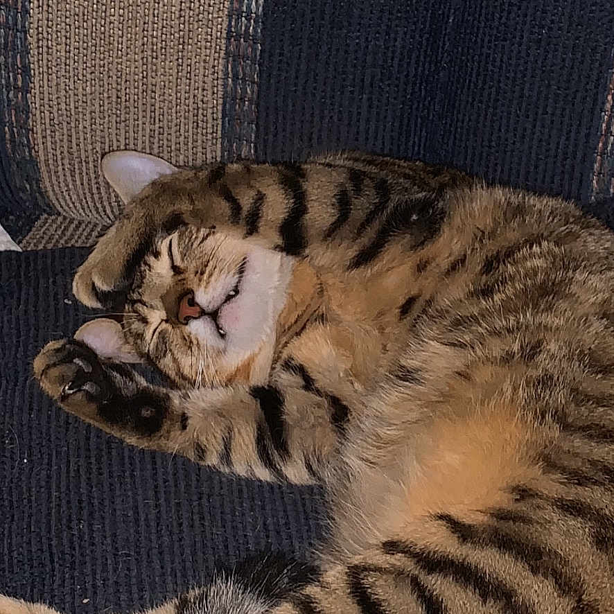 Moochie