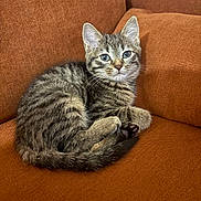 Abou a rejoint le concours — aidez-le/la à gagner de superbes lots ! kitten, cat, tabby, feline, pet, animal, couch, sofa, orange, fur, whiskers, ears, paw, tail, indoor, cozy, resting, cute, young, domestic_animal