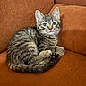 kitten, cat, tabby, feline, pet, animal, couch, sofa, orange, fur, whiskers, ears, paw, tail, indoor, cozy, resting, cute, young, domestic_animal