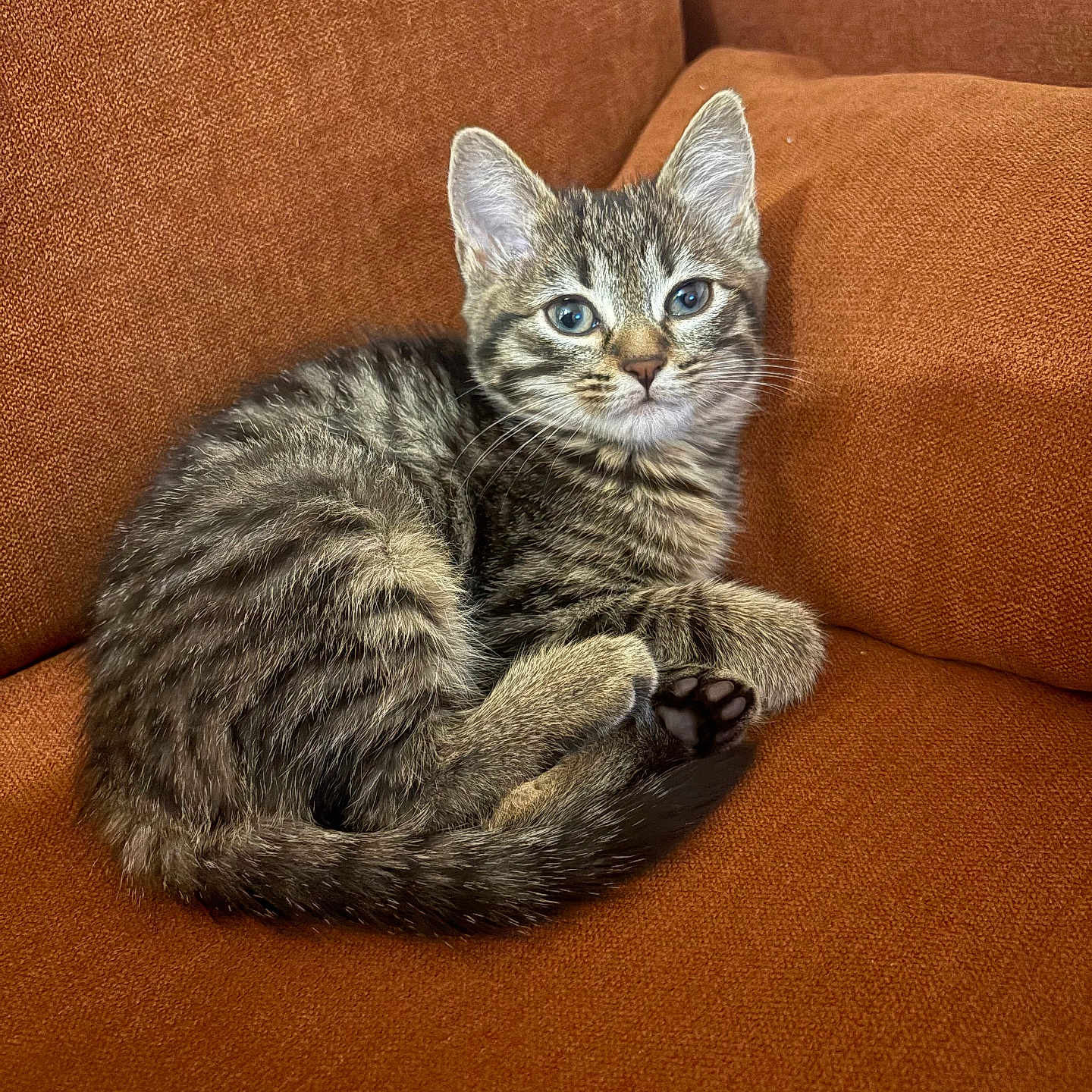 Abou a rejoint le concours — aidez-le/la à gagner de superbes lots ! kitten, cat, tabby, feline, pet, animal, couch, sofa, orange, fur, whiskers, ears, paw, tail, indoor, cozy, resting, cute, young, domestic_animal