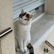 Neige participe au concours pour gagner de l'argent avec cette photo : cat, white_cat, calm, sitting, concrete, urban, window_shutter, metal_handrail, curious, feline, animal, pet, outdoor, side_view, striped_tail, quiet, portrait, looking, resting, paw