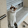 cat, white_cat, calm, sitting, concrete, urban, window_shutter, metal_handrail, curious, feline, animal, pet, outdoor, side_view, striped_tail, quiet, portrait, looking, resting, paw