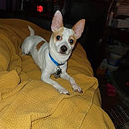 Ace joined the competition — help win amazing prizes! dog, small_dog, white_dog, tan_spots, blue_collar, blanket, yellow_blanket, indoor, pet, animal, ears, lying_down, looking_at_camera, cozy, bedroom, furniture, domestic, cute, companion, relaxed