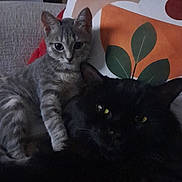 Maya.moogli participe au concours pour gagner de l'argent avec cette photo : cat, cats, kitten, gray_cat, black_cat, tabby, fluffy, fur, whiskers, ears, eyes, golden_eyes, sitting, lying_down, cuddling, sofa, couch, pillow, indoors, portrait