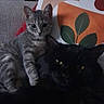 cat, cats, kitten, gray_cat, black_cat, tabby, fluffy, fur, whiskers, ears, eyes, golden_eyes, sitting, lying_down, cuddling, sofa, couch, pillow, indoors, portrait