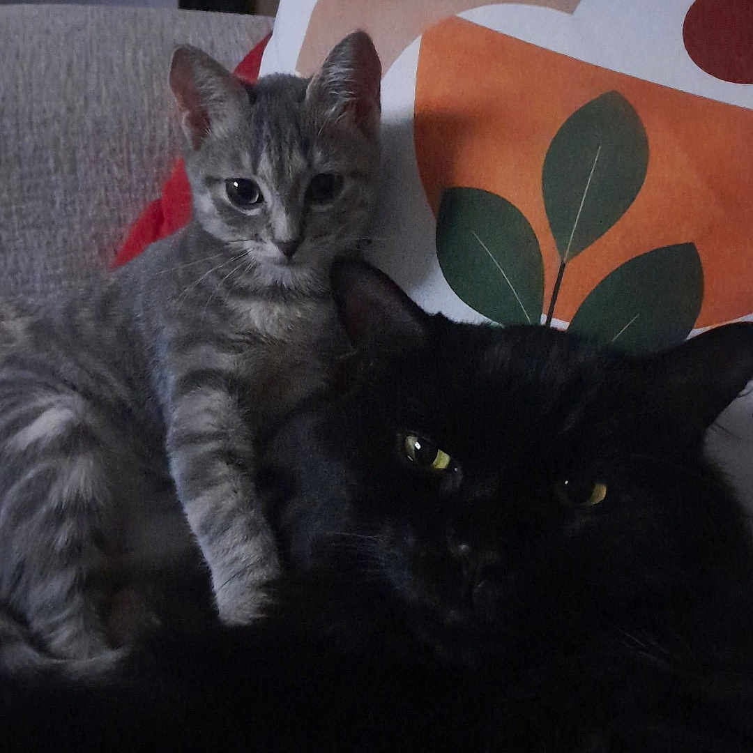 Maya.moogli participe au concours pour gagner de l'argent avec cette photo : cat, cats, kitten, gray_cat, black_cat, tabby, fluffy, fur, whiskers, ears, eyes, golden_eyes, sitting, lying_down, cuddling, sofa, couch, pillow, indoors, portrait