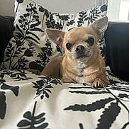 Molly participe au concours pour gagner de l'argent avec cette photo : dog, chihuahua, pet, small_dog, animal, indoor, couch, pillow, black_and_white, pattern, floral_pattern, relaxing, looking_at_camera, fur, ears, snout, cute, companion, home, cozy