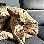 dog, chihuahua, blanket, couch, pet, small_dog, indoor, cozy, fur, animal, resting, light, shadow, ears, cute, companion, domestic_animal, portrait, snout, paws