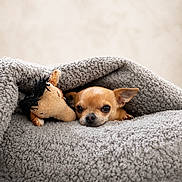 Molly participe au concours pour gagner de l'argent avec cette photo : animal, blanket, brown_fur, chihuahua, close_up, cozy, cute, dog, ears, eyes, face, gray_blanket, indoors, pet, plush_toy, portrait, puppy, sleeping_area, small_dog, stuffed_toy