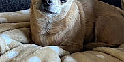 Molly a rejoint le concours — aidez-le/la à gagner de superbes lots ! dog, chihuahua, small_dog, tan_dog, pet, blanket, polka_dot, furniture, couch, indoors, cozy, fur, animal, ears, cute, resting, looking, portrait, companion, relaxed