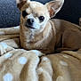 dog, chihuahua, small_dog, tan_dog, pet, blanket, polka_dot, furniture, couch, indoors, cozy, fur, animal, ears, cute, resting, looking, portrait, companion, relaxed