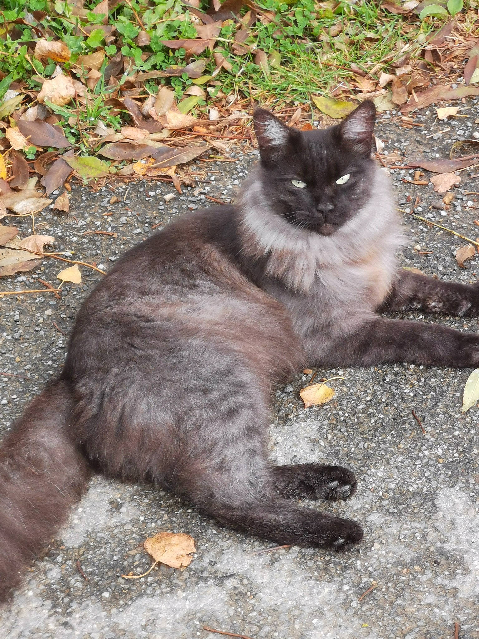 Rambo a rejoint le concours — aidez-le/la à gagner de superbes lots ! black_cat, bombay, carnivore, cat, domestic_short_haired_cat, eye, felidae, foot, fur, grass, grey, groundcover, plant, road_surface, sitting, small_to_medium_sized_cats, snout, tail, terrestrial_animal, whiskers