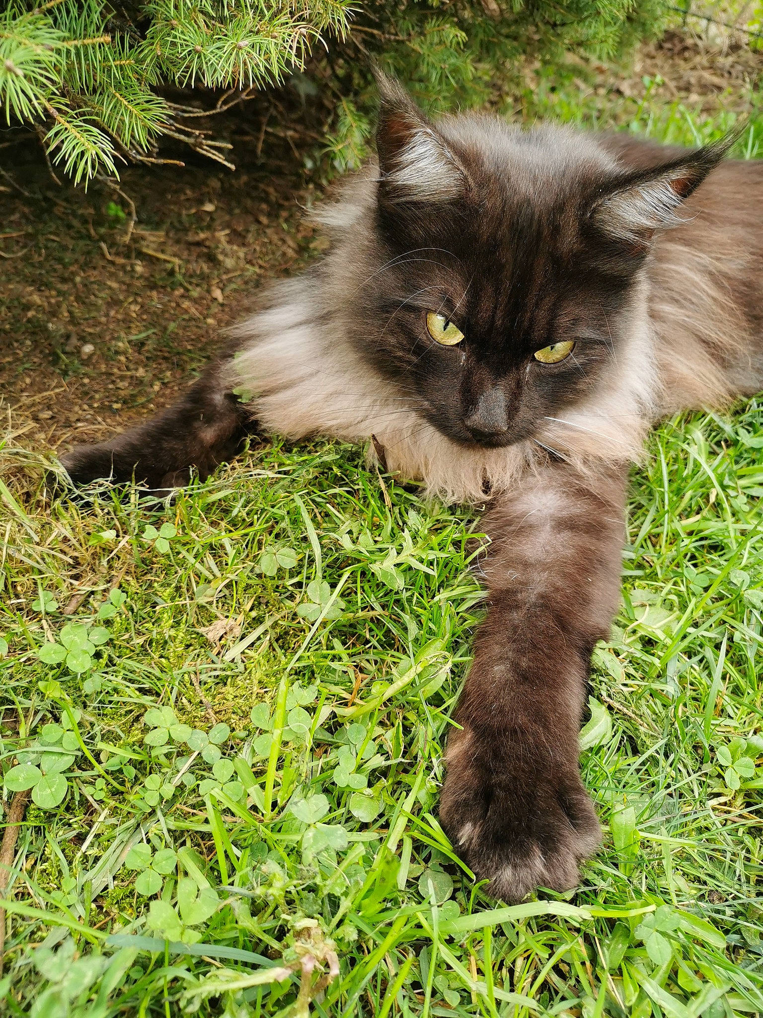 Rambo a rejoint le concours — aidez-le/la à gagner de superbes lots ! carnivore, cat, claw, domestic_short_haired_cat, fawn, felidae, fur, grass, groundcover, maine_coon, paw, photo_caption, plant, sitting, small_to_medium_sized_cats, snout, tail, terrestrial_animal, whiskers, wildlife