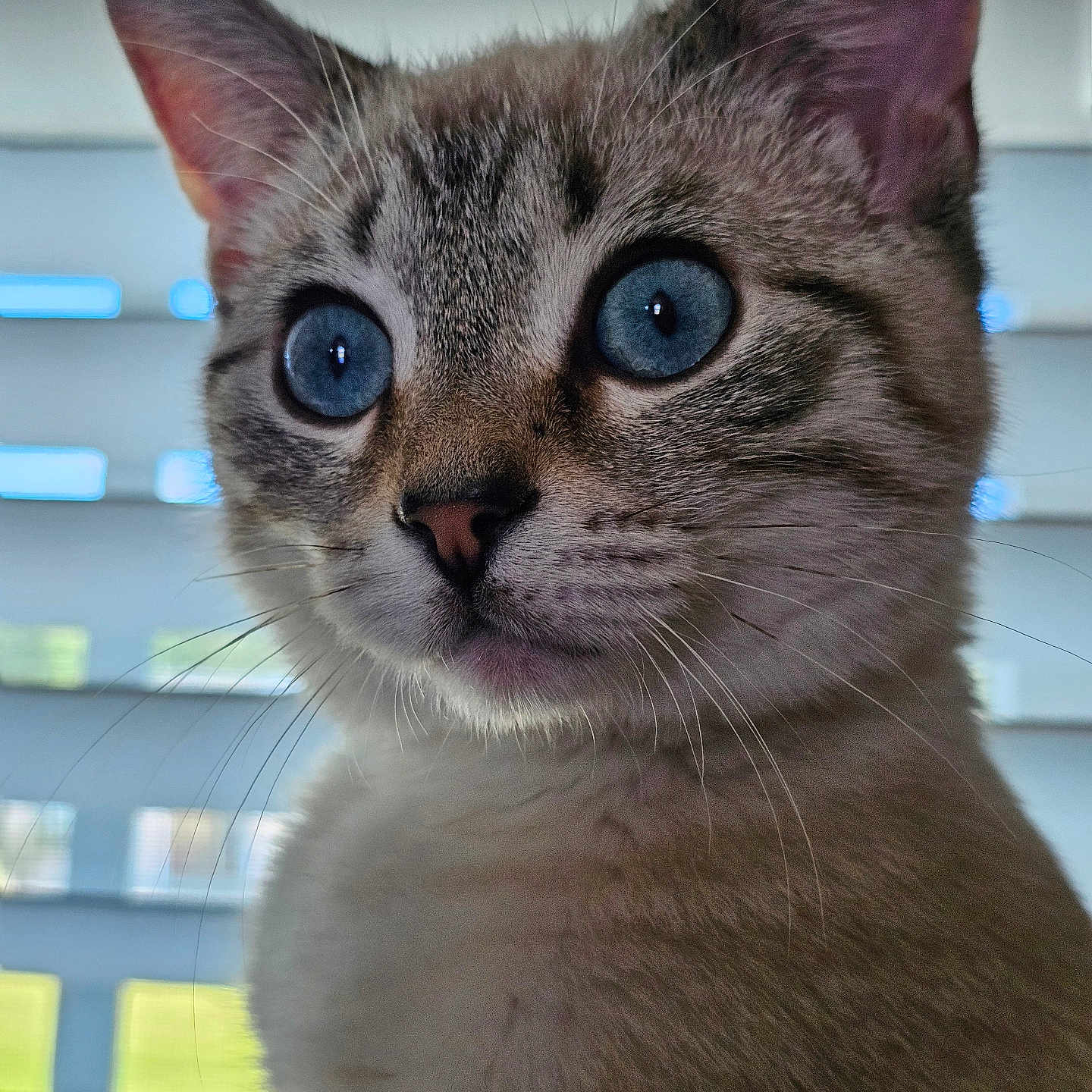 Jasper is registered to the contest to win money with this photo: animal, blue_eyes, cat, close_up, curious, cute, domestic_cat, ears, face, feline, fur, indoor, looking_away, muzzle, natural_light, pet, portrait, soft_light, whiskers, window_blind