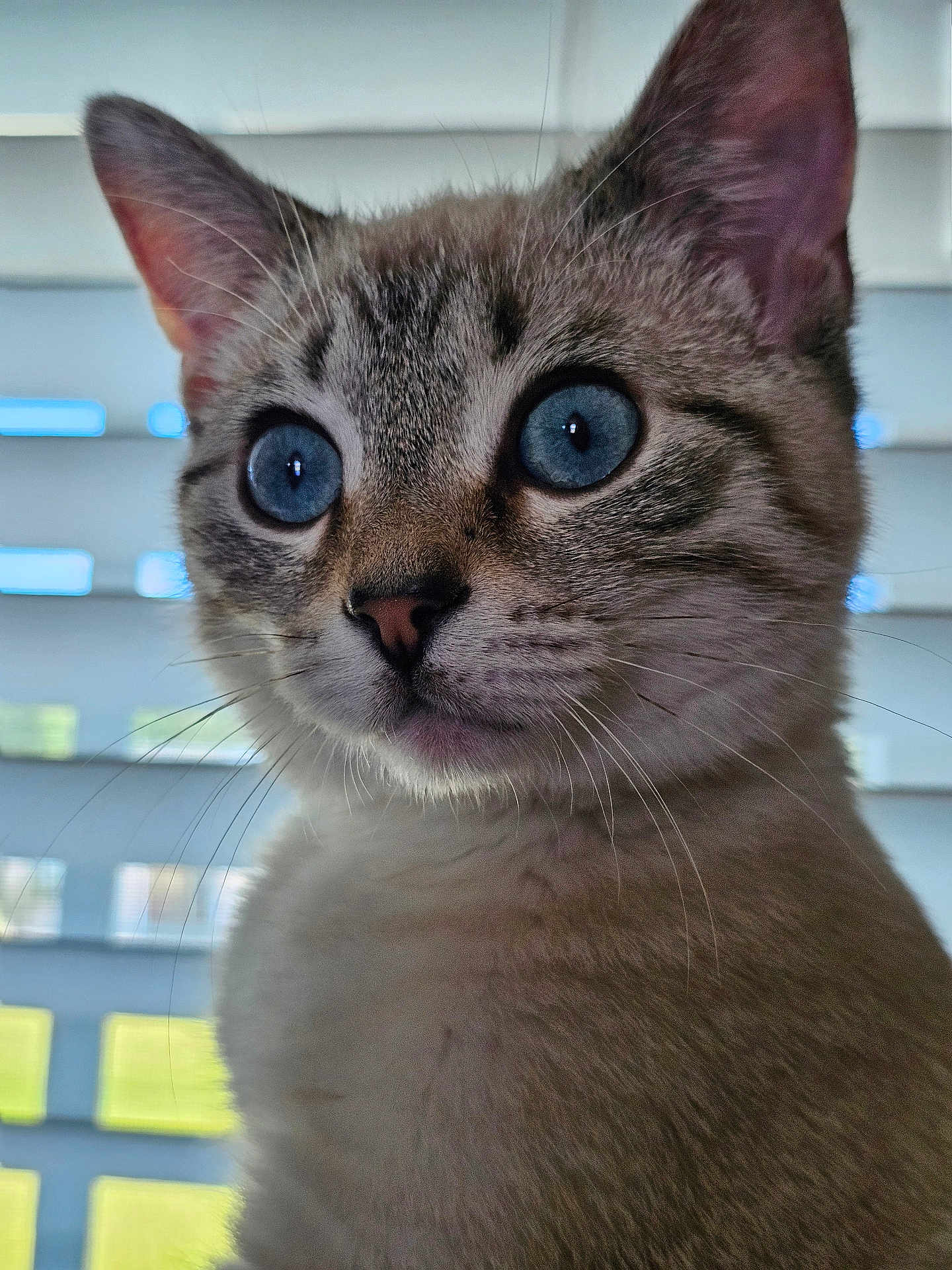 Jasper is registered to the contest to win money with this photo: cat, close_up, blue_eyes, whiskers, fur, pet, indoor, window_blind, portrait, animal, cute, feline, face, ears, looking_away, natural_light, soft_light, domestic_cat, curious, muzzle