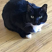 Pretty joined the competition — help win amazing prizes! cat, tuxedo_cat, black_and_white, pet, animal, indoor, wooden_floor, feline, whiskers, paws, cute, domestic_cat, looking_up, sitting, fur, eyes, portrait, household, companion, curious