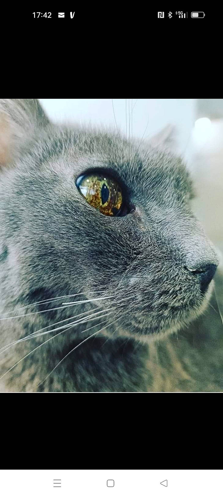 Cachou participe au concours pour gagner de l'argent avec cette photo : art, carnivore, cat, domestic_short_haired_cat, electric_blue, felidae, fur, grey, human_body, illustration, macro_photography, photo_caption, rectangle, russian_blue, small_to_medium_sized_cats, snout, terrestrial_animal, whiskers, wildlife, working_animal