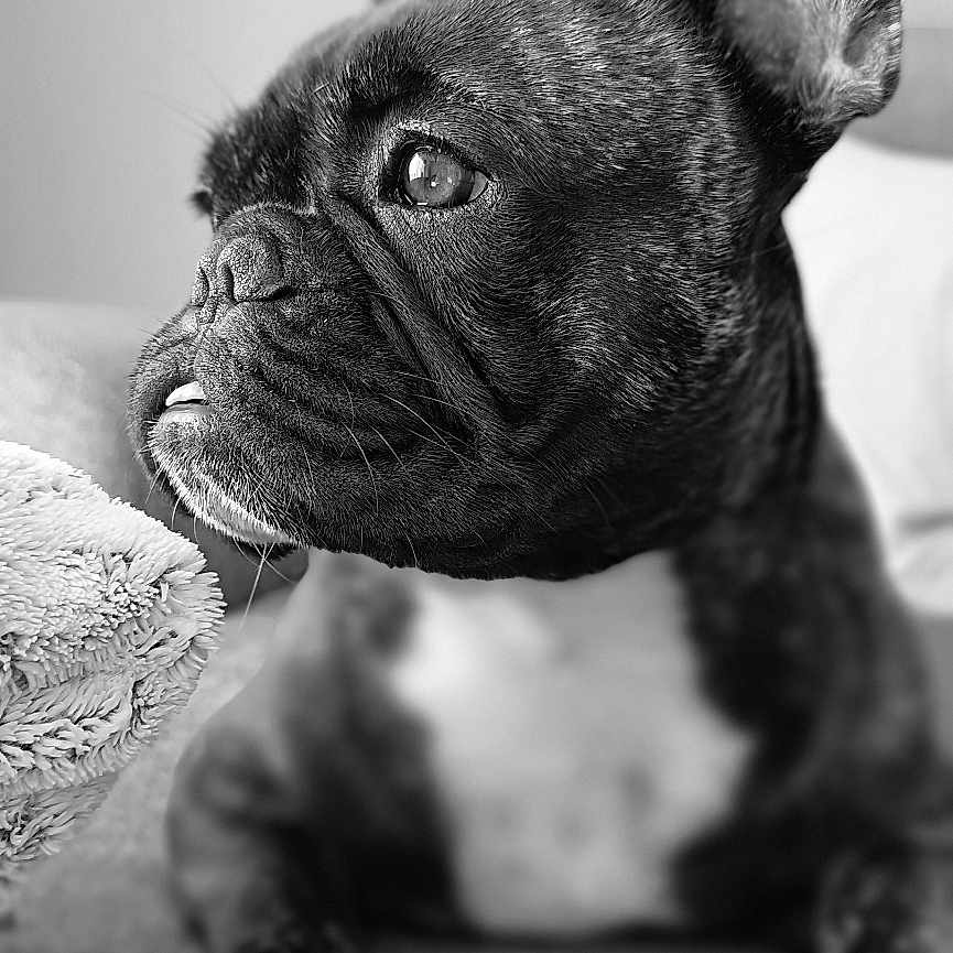 Louna a rejoint le concours — aidez-le/la à gagner de superbes lots ! animal, boxer, bulldog, canine, dog, frenchbulldog, pet, pitbull, puppy