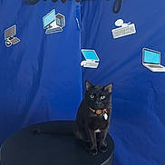 Nugget joined the competition — help win amazing prizes! birthday_backdrop, black_cat, blue_backdrop, cat, collar, computer_stickers, feline, happy_birthday_sign, hardwood_floor, indoor, laptop_sticker, looking_at_camera, party_decor, pet_tag, portrait, single_subject, sitting, stickers, stool, table