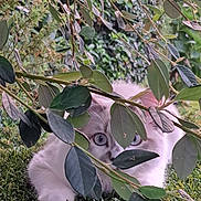 Aldo a rejoint le concours — aidez-le/la à gagner de superbes lots ! animal, blue_eyes, branch, cat, close_up, curious, cute, feline, fluffy, grass, greenery, hiding, leaves, nature, outdoor, pets, plants, playful, white_cat, young_cat