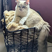 Aldo a rejoint le concours — aidez-le/la à gagner de superbes lots ! cat, basket, blanket, blue_eyes, fluffy, indoor, pet, feline, cozy, resting, tail, curtain, floor, home, relaxed, cute, animal, fur, closeup, comfort