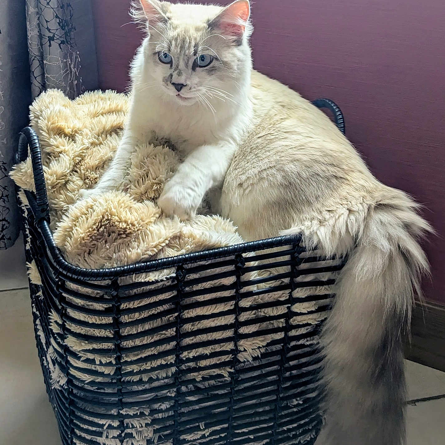 Aldo a rejoint le concours — aidez-le/la à gagner de superbes lots ! animal, basket, blanket, blue_eyes, cat, closeup, comfort, cozy, curtain, cute, feline, floor, fluffy, fur, home, indoor, pet, relaxed, resting, tail