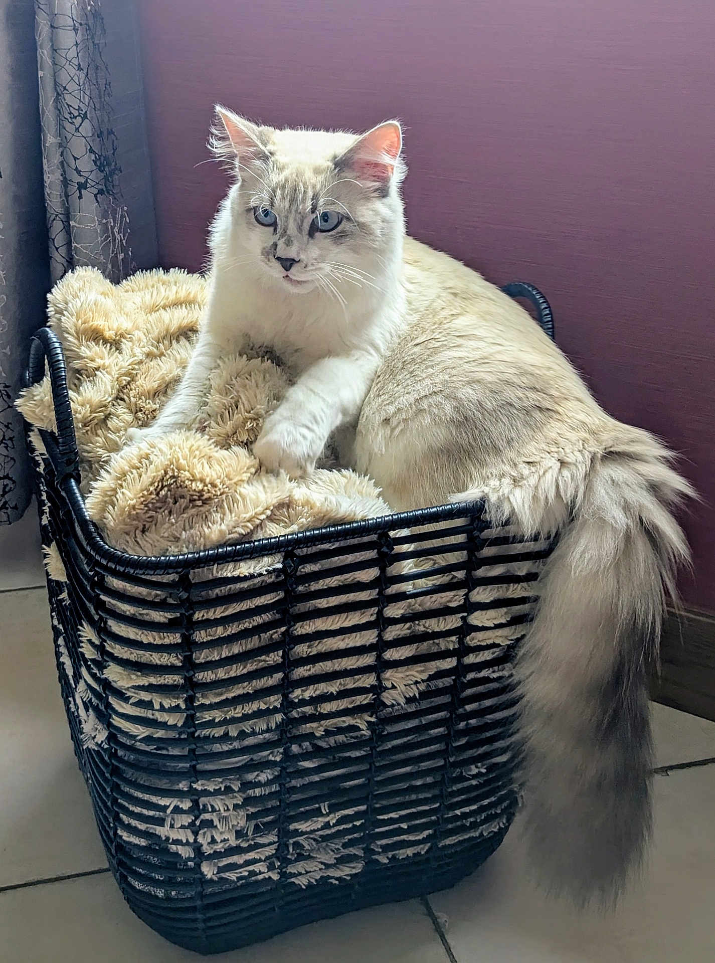 Aldo a rejoint le concours — aidez-le/la à gagner de superbes lots ! cat, basket, blanket, blue_eyes, fluffy, indoor, pet, feline, cozy, resting, tail, curtain, floor, home, relaxed, cute, animal, fur, closeup, comfort