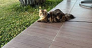 Akira participe au concours pour gagner de l'argent avec cette photo : cat, tabby_cat, patio, tile_floor, grill_cover, grass, garden, shed, house, fence, tree, outdoor, daylight, pet, animal, resting, curious, fur, backyard, suburb