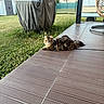 cat, tabby_cat, patio, tile_floor, grill_cover, grass, garden, shed, house, fence, tree, outdoor, daylight, pet, animal, resting, curious, fur, backyard, suburb