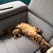 Akira a rejoint le concours — aidez-le/la à gagner de superbes lots ! cat, tabby, fluffy, stretching, couch, sofa, gray, remote_control, pillow, indoor, pet, relaxing, furniture, cozy, living_room, window, home, resting, animal, cute