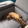 cat, tabby, fluffy, stretching, couch, sofa, gray, remote_control, pillow, indoor, pet, relaxing, furniture, cozy, living_room, window, home, resting, animal, cute