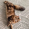 cat, tabby, fluffy, pet, animal, feline, fur, whiskers, paws, tail, relaxed, curious, indoor, carpet, pattern, stretching, cute, lying_down, domestic_cat, mammal