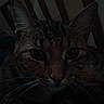 animal, cat, chair, close_range, close_up, curious, dim_light, domestic, ears, eyes, face, feline, fur, indoor, mammal, pet, portrait, quiet, tabby, whiskers