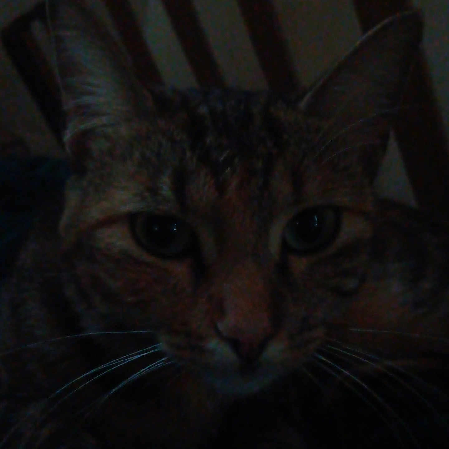 Youky