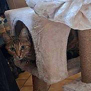 Youki a rejoint le concours — aidez-le/la à gagner de superbes lots ! cat, tabby_cat, pet, cat_tree, plush, scratching_post, green_eyes, bell_collar, whiskers, peeking, curious, indoor, tiled_floor, cozy, portrait, closeup, furniture, hiding, domestic_animal, fur_texture