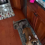 Rocket And Nebula is registered to the contest to win money with this photo: animal, appliance, brown_dog, cabinet, canine, companion, curious, dog, floor_mat, french_bulldog, gray_dog, home, indoor, kitchen, looking_up, pet, rug, two_dogs, waiting, wooden_floor